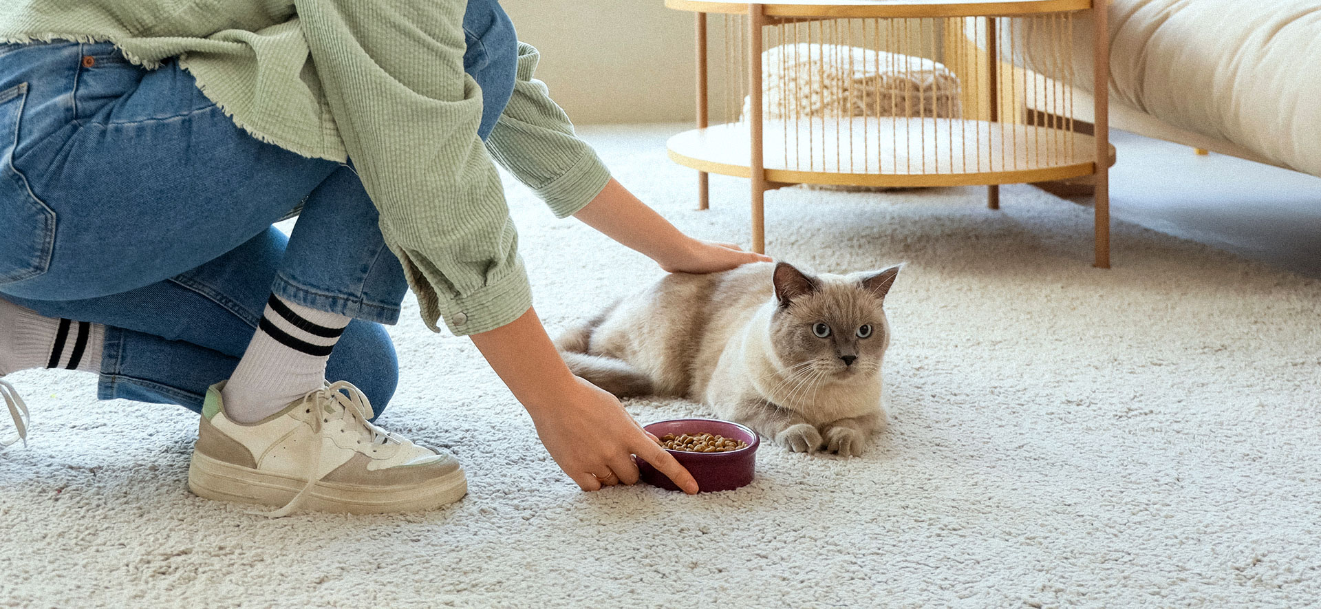 Cuanto debe comer un gato adulto diario